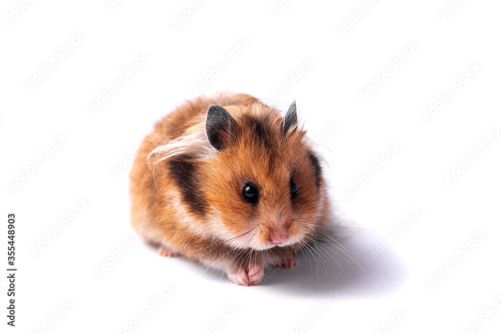 Red Syrian hamster on a white background Red Syrian hamster on a white background