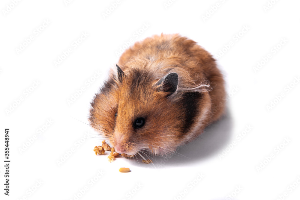 Red Syrian hamster on a white background
