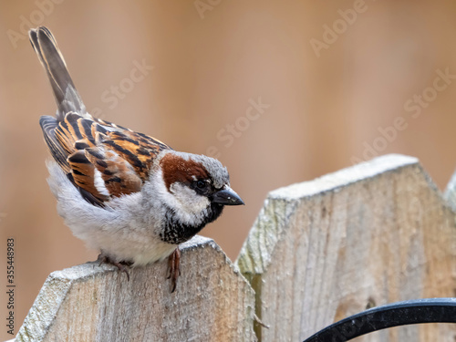 Brown finch wildlife bird in nature perched on a wooden fence wi