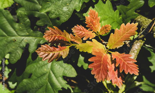 Close up of Oak Tree leaves hanging from branch photo