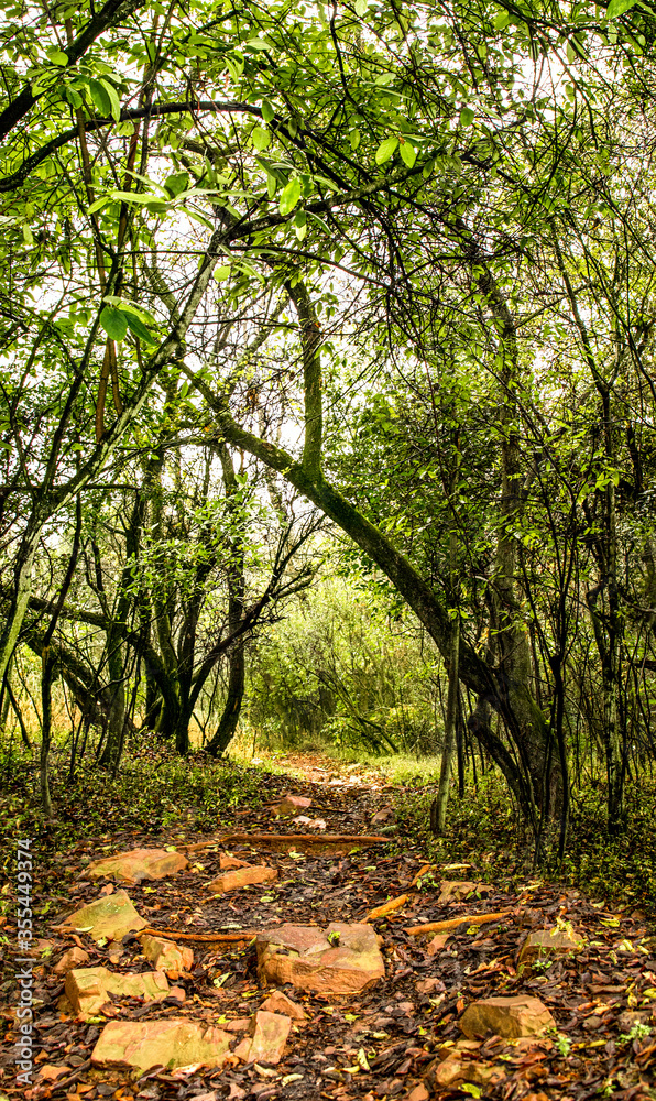 Autumn in the forest