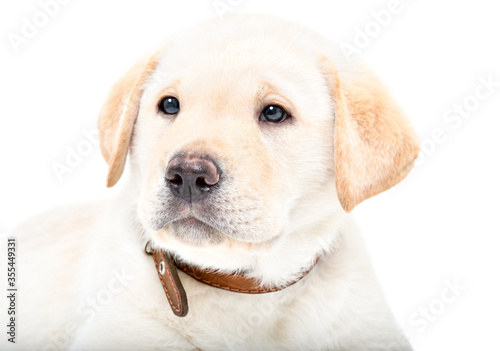Portrait of a cute Labrador puppy isolated on white background © sonsedskaya