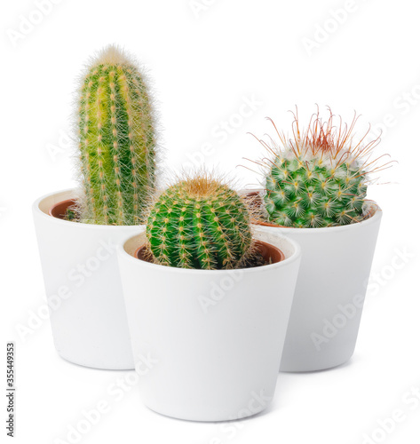 different types of cactus isolated on white background