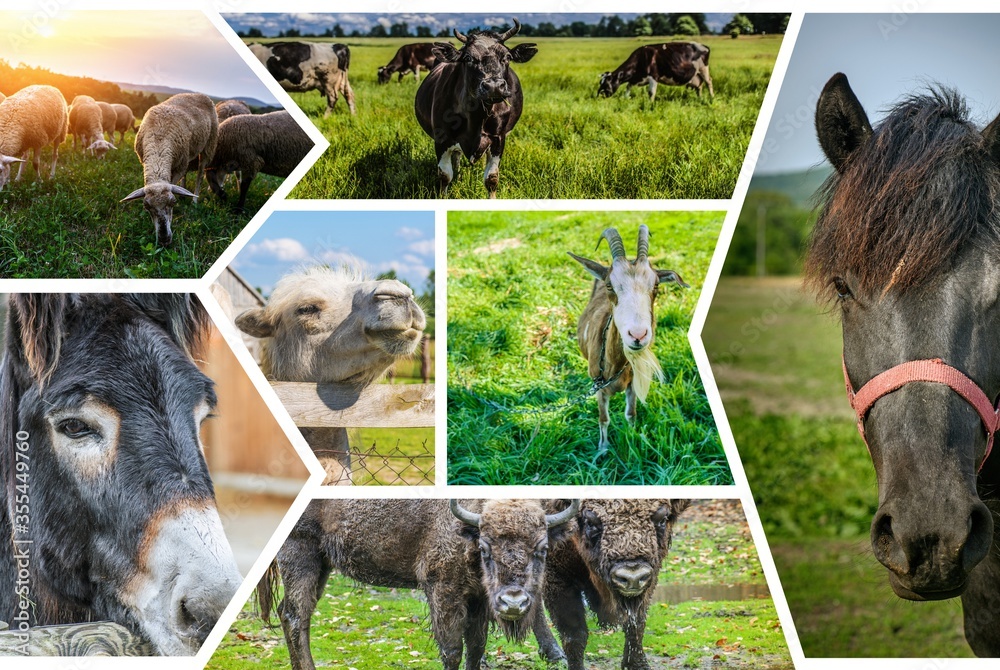 Photo collage Herbivorous animals: sheep, cow, donkey, camel, goat, bison, horses. Stock Photo | Adobe Stock Photo collage Herbivorous animals: sheep, cow, donkey, camel, goat, bison, horses. Stock Photo | Adobe Stock