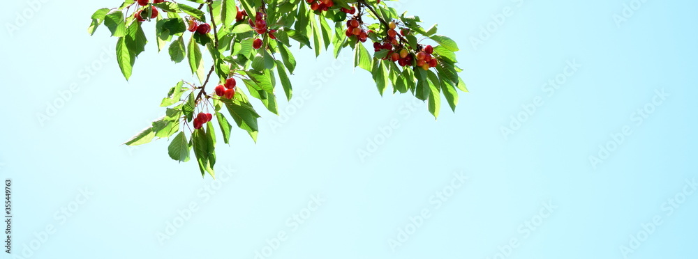 Rote Kirschen an einem Zweig eines Kirschbaumes vor blauen Himmel