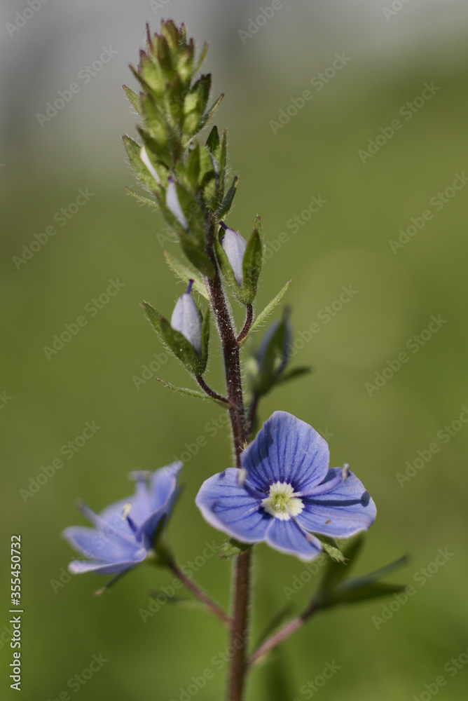 blue flower in the garden