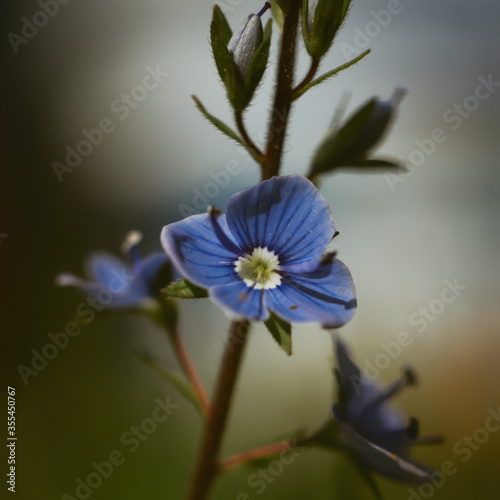 blue flower of the grass