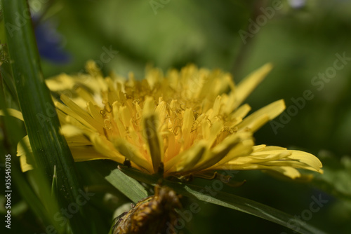 yellow flower in the garden