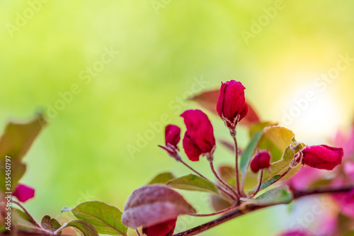 Red flower bud on a branch of a tree with green background