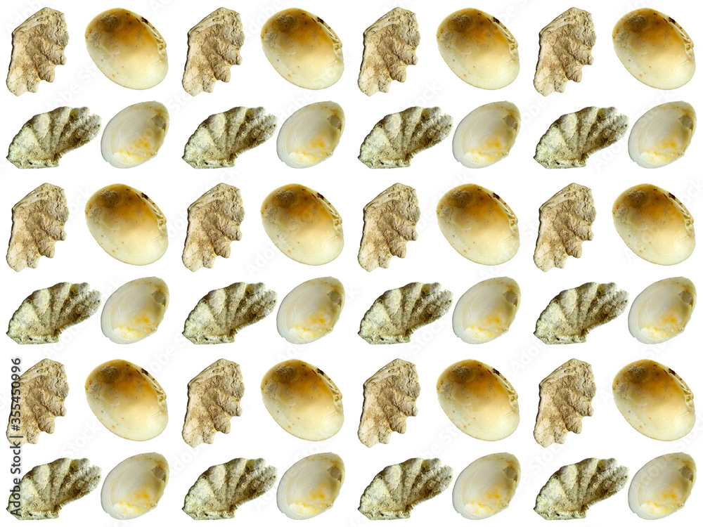 Naklejka premium Sea shells or clam pattern with a white background. Beautiful seashell pattern.