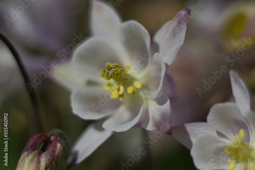 close up of a flower