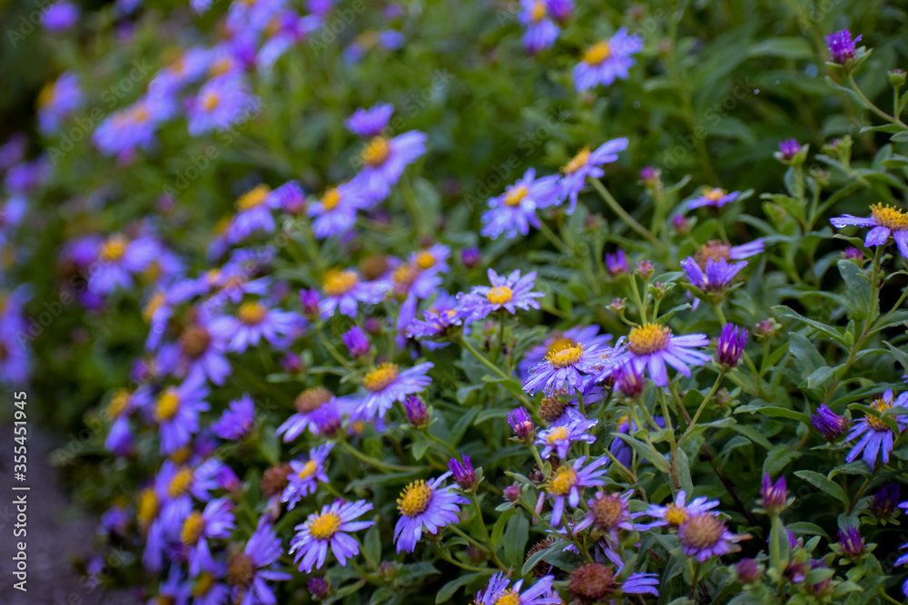 Himalayan flower Aster Albescens (Fading Himalayan Aster, Lilac Himalayan Aster, Aster Linnaeus) in bunch. Monsoon in Valley of Flowers National Park,a unesco world heritage site in Uttarkhand, India. Himalayan flower Aster Albescens (Fading Himalayan Aster, Lilac Himalayan Aster, Aster Linnaeus) in bunch. Monsoon in Valley of Flowers National Park,a unesco world heritage site in Uttarkhand, India.