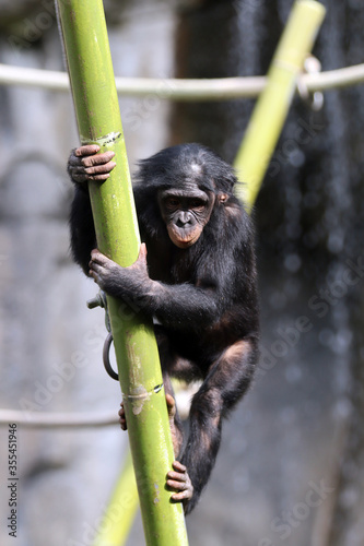 Bonobo at San Diego Zoo