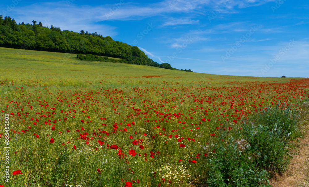 Poppy Field near Guildford Surrey England