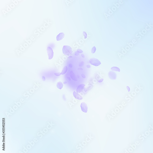 Violet flower petals falling down. Admirable roman