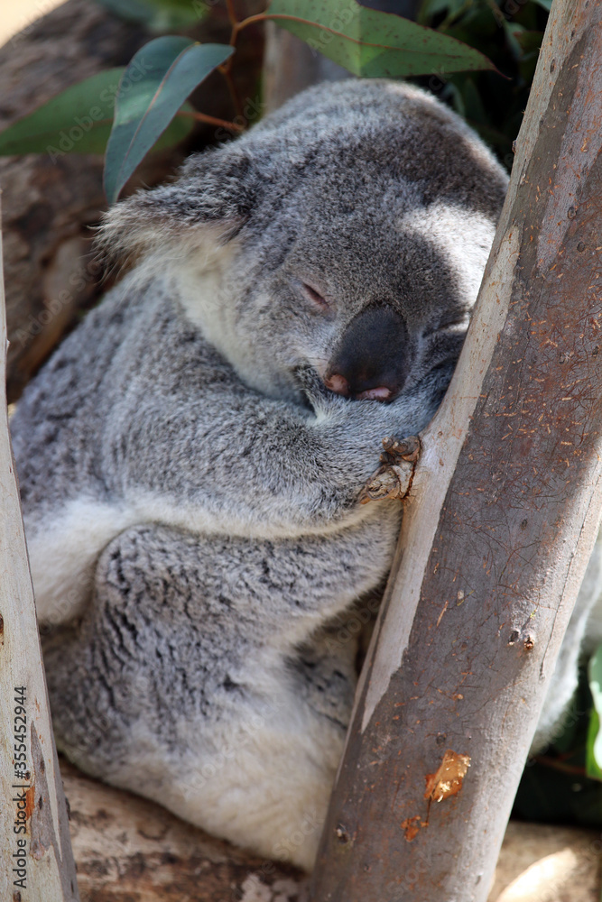 Obraz premium Koala bear at San Diego Zoo