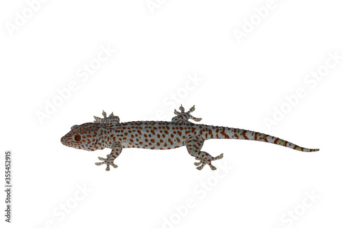 leopard gecko on white
