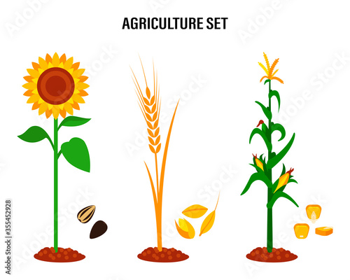 Set of crops, sunflower, wheat, corn. Concept for organic products labels, harvest and agriculture healthy food