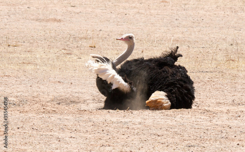 Male ostrich sand bathing in Auob river bed Kalahari photo