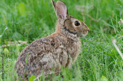 Eastern Cottontail sits, perked up in the grass © Rod MacPherson
