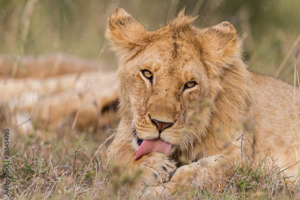 Young lion grooming in Masai Mara , Kenya Young lion grooming in Masai Mara , Kenya