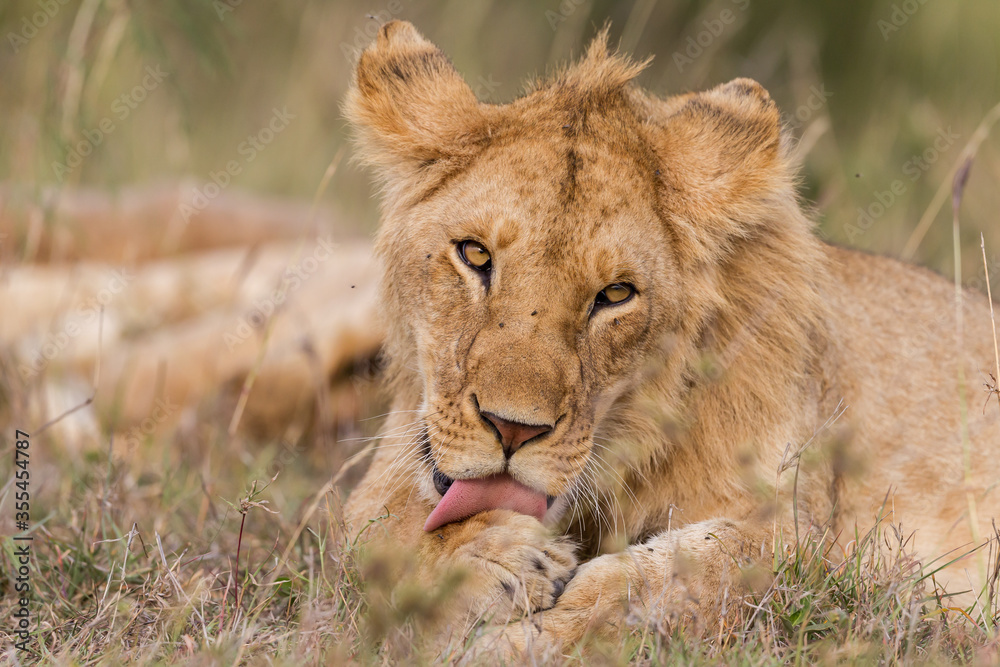 Young lion grooming in Masai Mara , Kenya Young lion grooming in Masai Mara , Kenya
