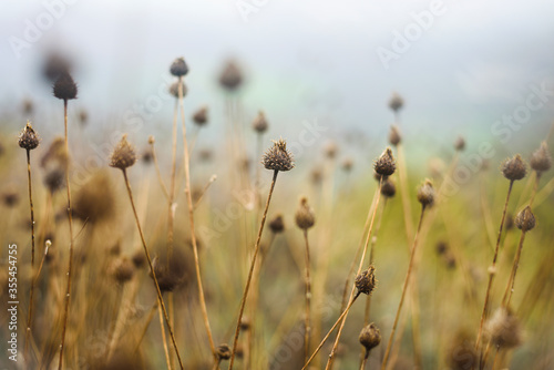 Dry grass with flower heads