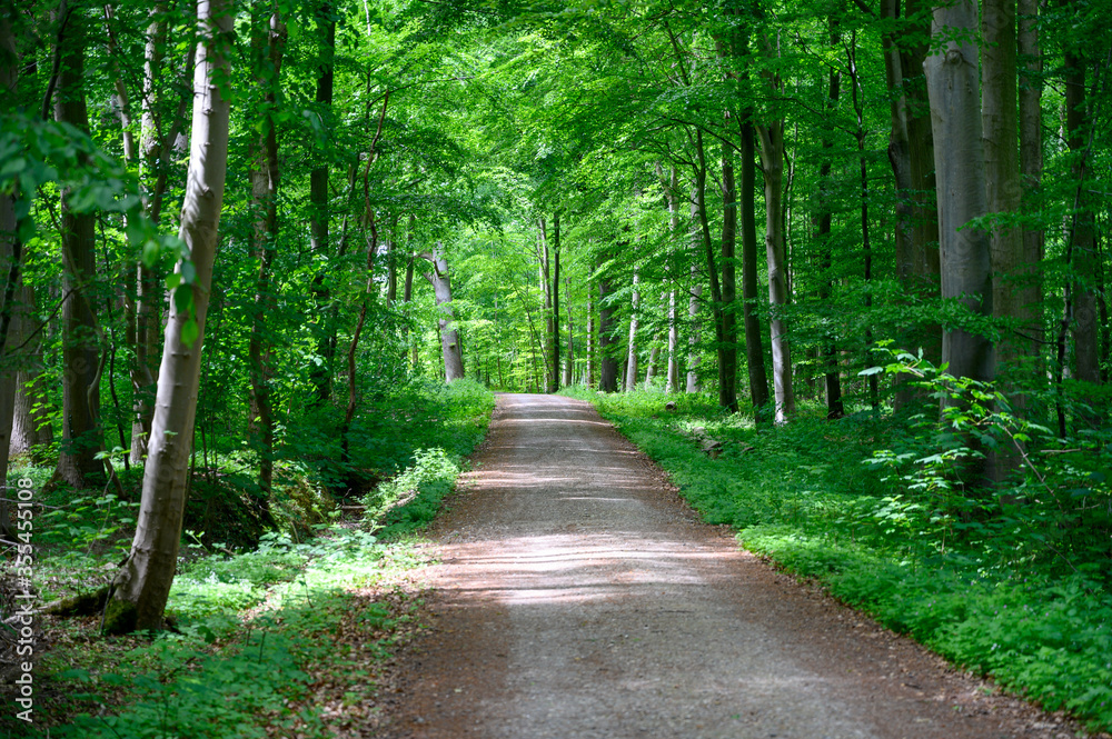 Fototapeta premium Waldweg im Frühling