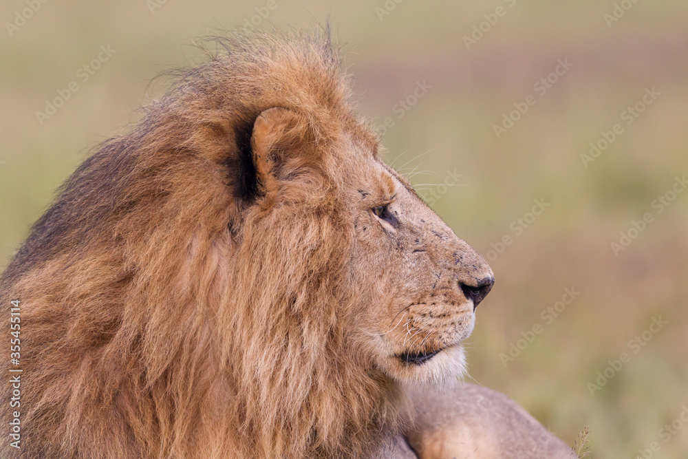 Closeup portrait of a male lion