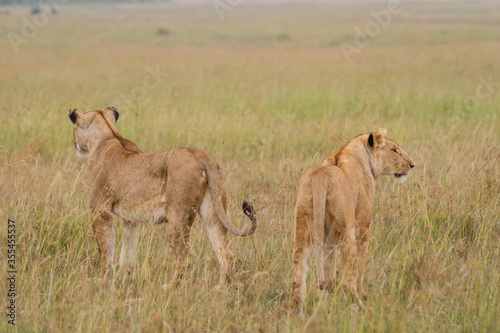 Two lionesses walking together ine the savannah
