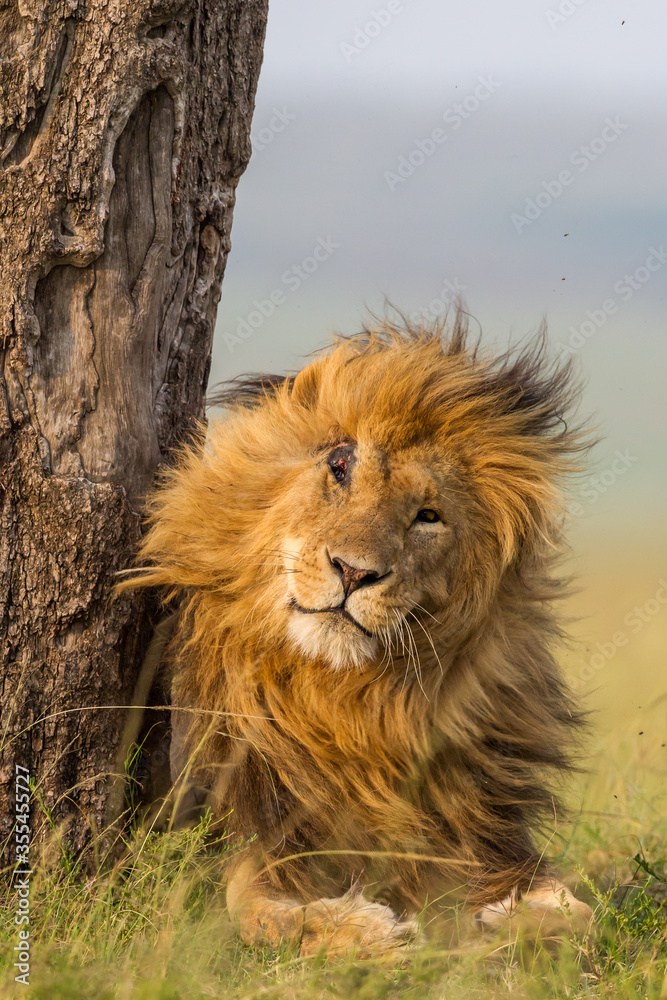 Fototapeta premium Male lion standing next a big tree