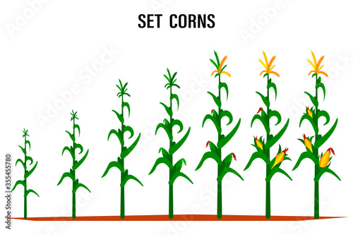 Corn stalk. Isolated corn on white background