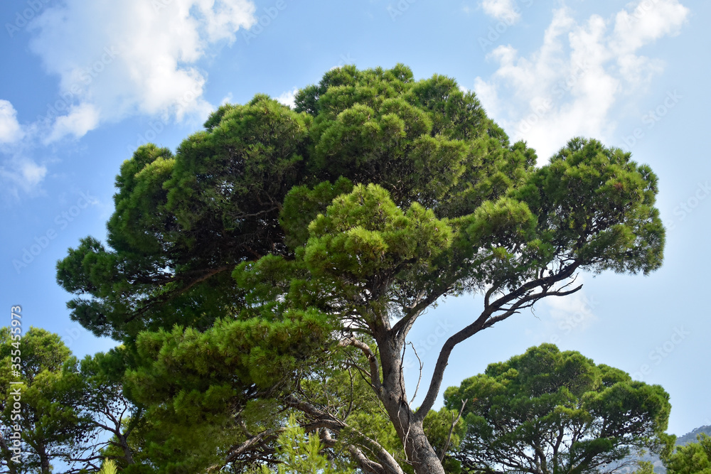 Fototapeta premium Pine tree