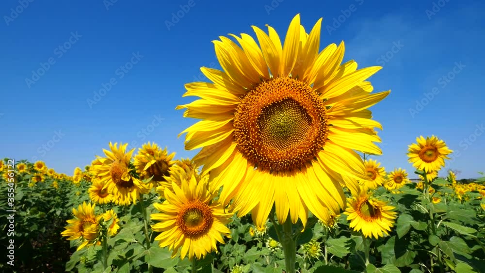 a beautiful sunflowers in the blue sky a beautiful sunflowers in the blue sky