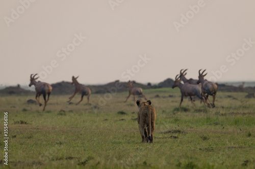 lioness walking in Masai Mara © ThePP66