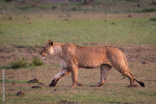 lioness walking in Masai Mara