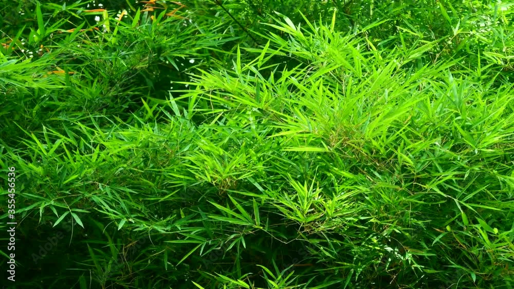 Bamboo leaves flutter when the wind is on Bamboo leaves flutter when the wind is on