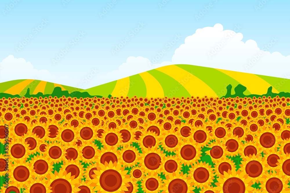 Illustration of a sunflower field with background fields on a background. Vector illustration