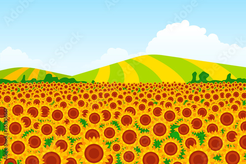 Illustration of a sunflower field with background fields on a background. Vector illustration