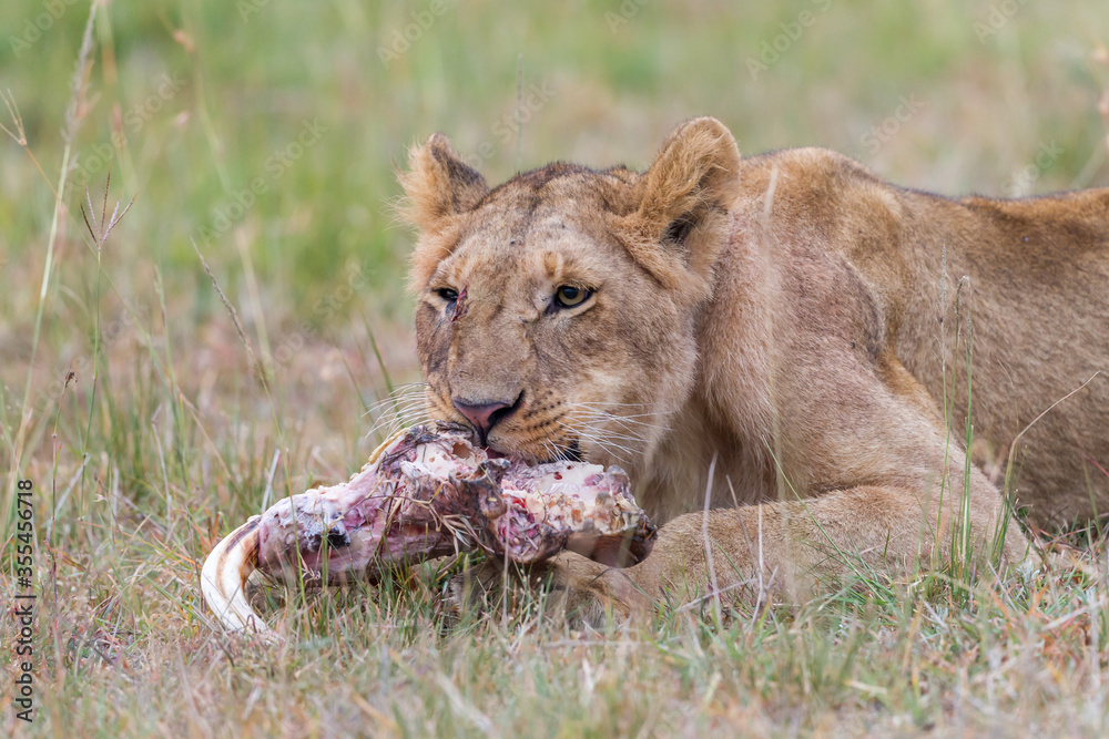 Fototapeta premium Young lion eating on a skull in Masai Mara