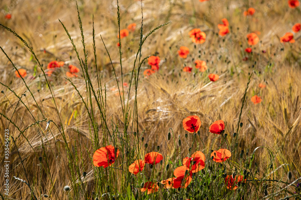 Fototapeta premium Coquelicots