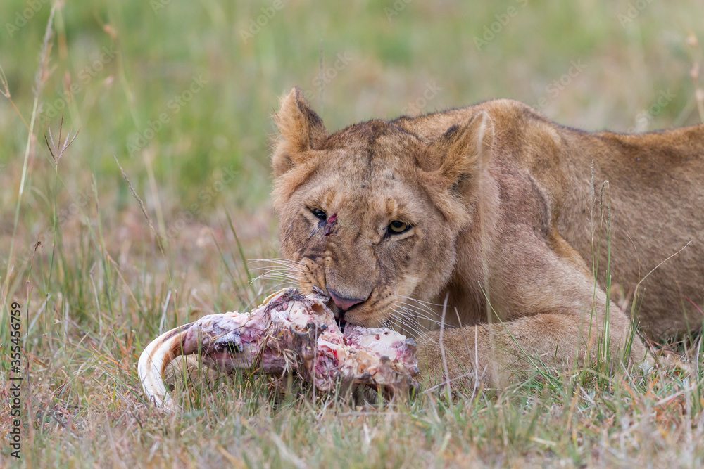Fototapeta premium Young lion eating on a skull in Masai Mara