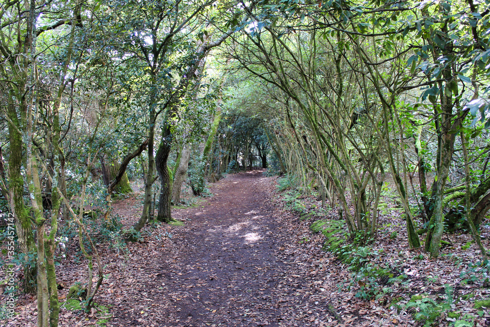 Fototapeta premium path in the woods