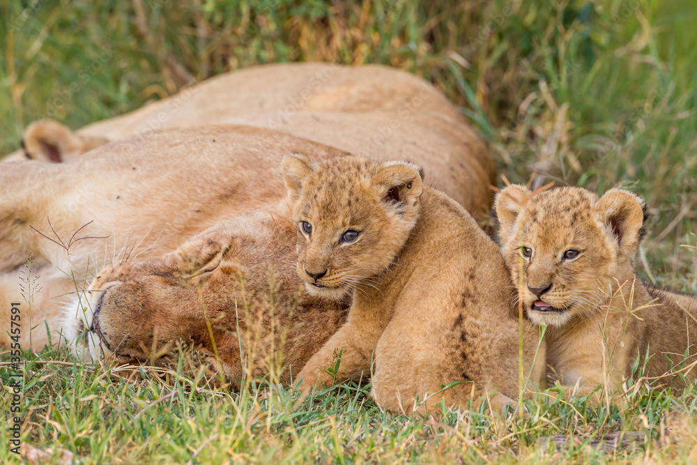 Naklejka premium Lion cubs near their mother