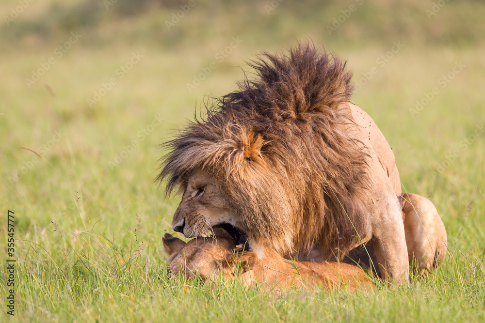 Naklejka premium Lion and lioness mating in Masai Mara