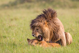 Lion and lioness mating in Masai Mara