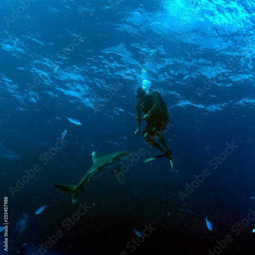 oceanic whitetip shark investigates diver