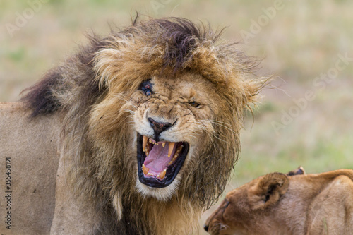 Male lion calling in Masai Mara