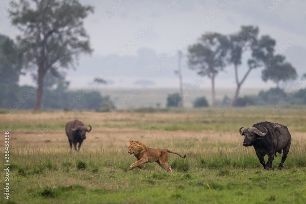 Young lion running away from african buffalos Young lion running away from african buffalos