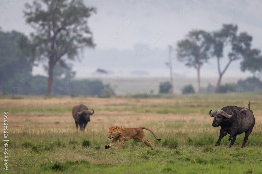 Young lion running away from african buffalos Young lion running away from african buffalos